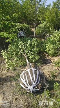 10公分红花玉兰