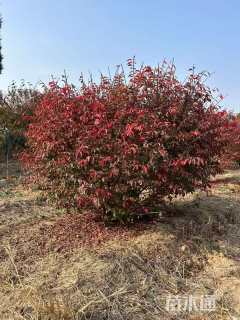 移栽苗火焰卫矛球