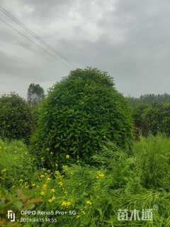 高度250厘米中华石楠