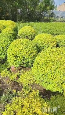 冠幅80厘米亮晶女贞球