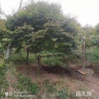 15公分鸡爪槭