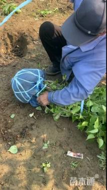 高度50厘米丁香小苗