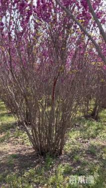 高度120厘米丛生紫荆