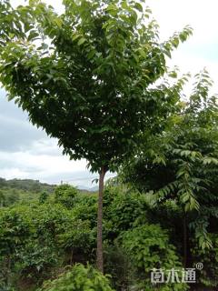 12公分中国红樱花