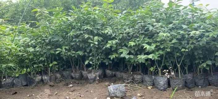 高度20厘米火焰卫矛