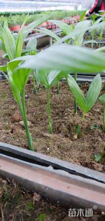 裸干高2厘米三药槟榔