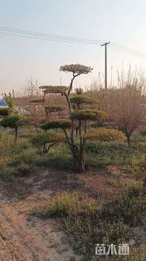 18公分造型小叶女贞