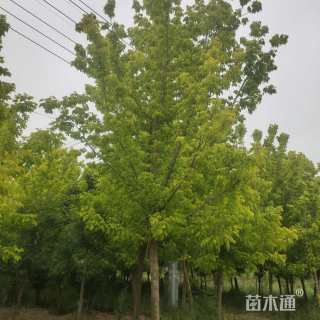 13公分金叶复叶槭
