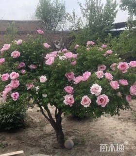 高度3厘米牡丹