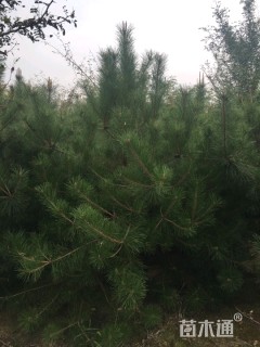 高度400厘米油松