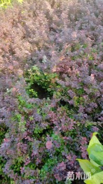 高度30厘米紫叶小檗