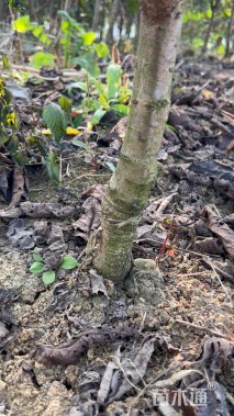 高度60厘米樱桃小苗