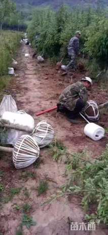 高度100厘米雪松