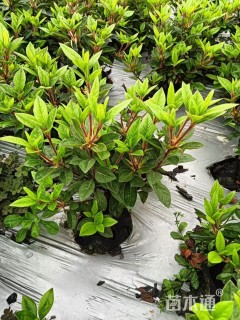 高度20厘米杜鹃