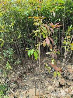 高度150厘米木荷小苗