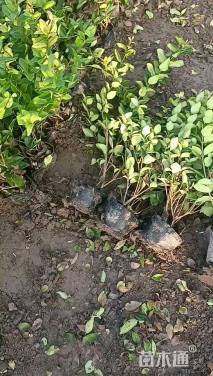 高度40厘米金森女贞小苗