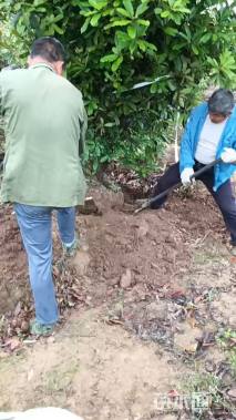 高度350厘米中华石楠