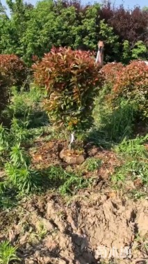 冠幅80厘米红叶石楠球