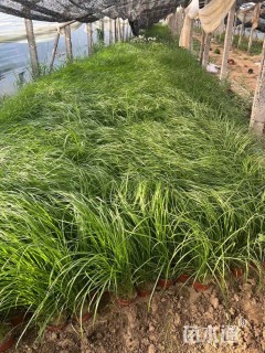 高度60厘米巴茅