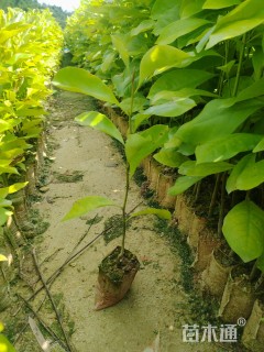 高度90厘米火力楠小苗