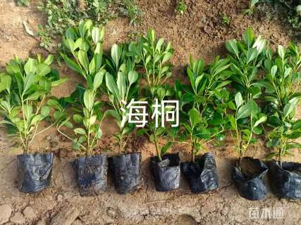 高度50厘米海桐