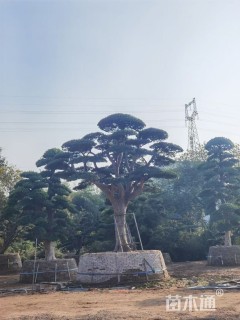 30公分罗汉松
