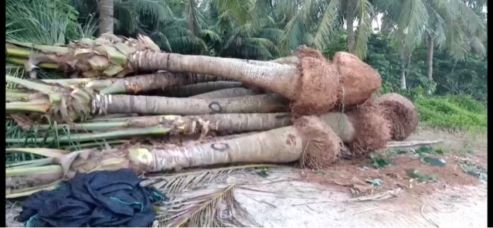 裸干高100厘米椰子树