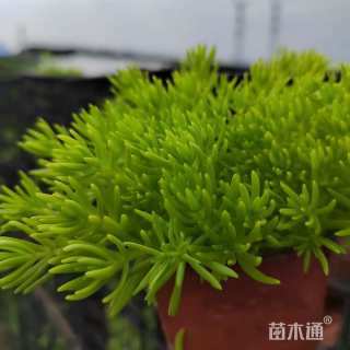 高度15厘米佛甲草