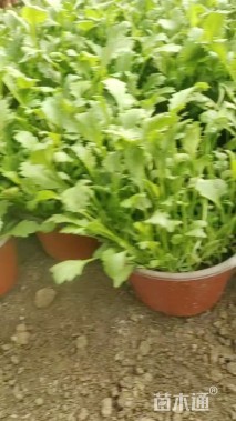 高度10厘米大滨菊