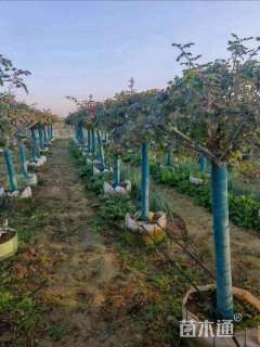 高度250厘米古桩月季