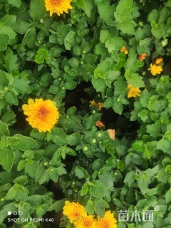 高度30厘米北京夏菊