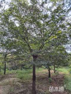 15公分朴树