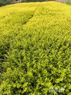 高度40厘米金叶女贞