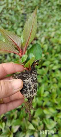 高度15厘米超级凤仙花