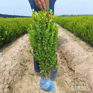 高度50厘米小叶黄杨