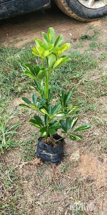 高度30厘米鸭脚木