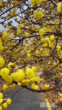 高度200厘米蜡梅