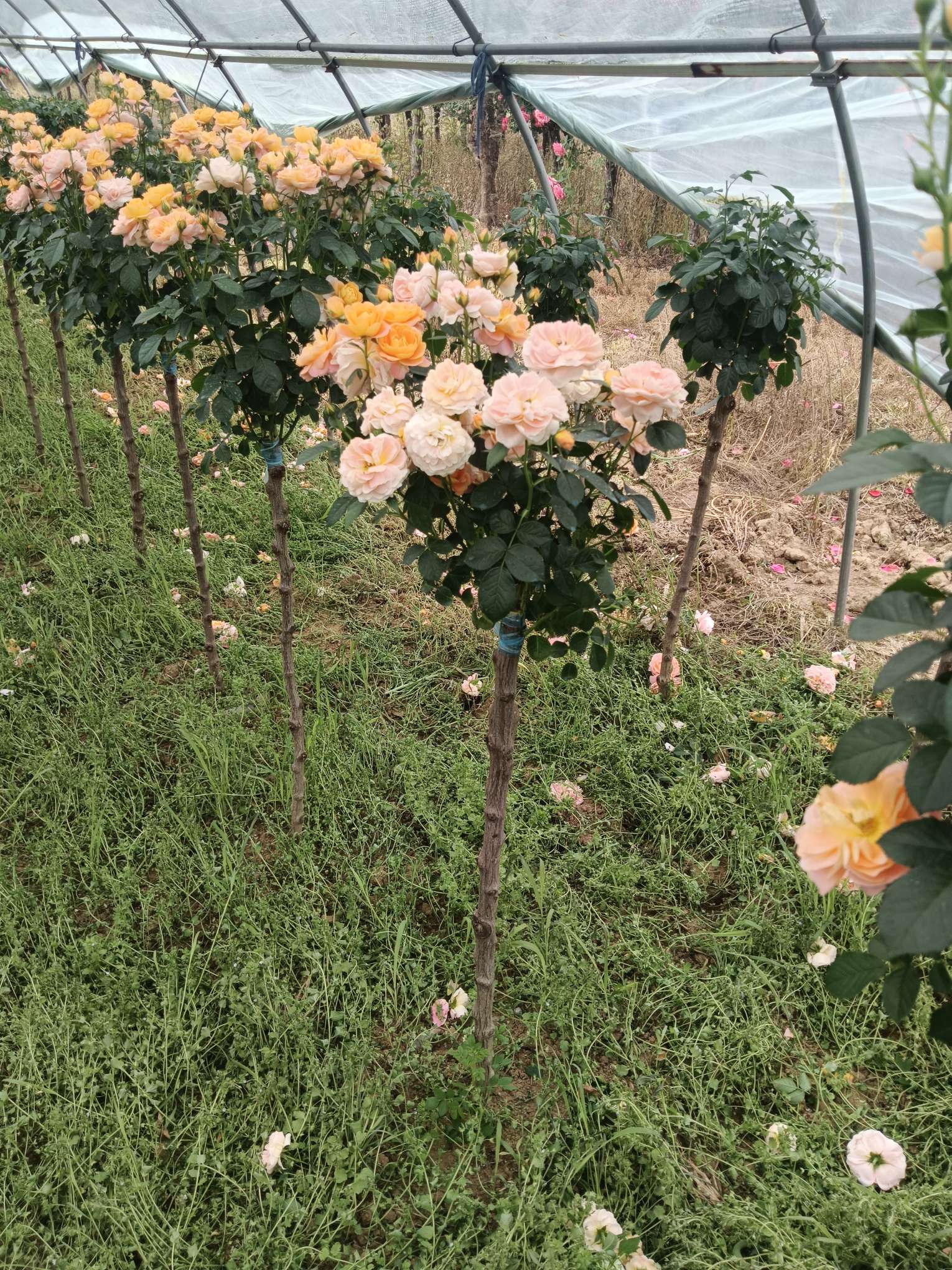 高度80厘米蔷薇