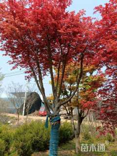 17公分日本红枫