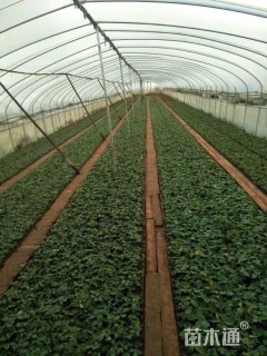 高度10厘米白花重瓣玫瑰