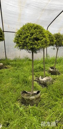 5公分千层金棒棒糖袋苗容器苗