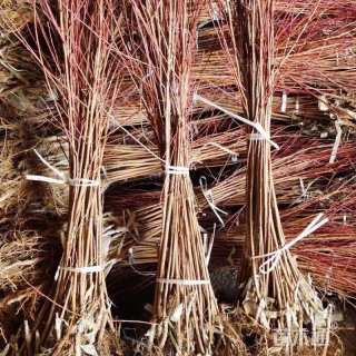 高度80厘米红叶李小苗