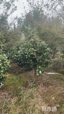 高度100厘米茶花