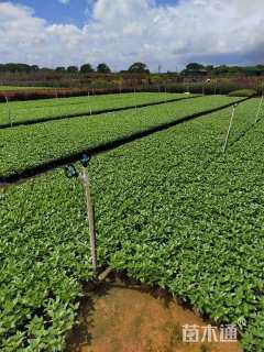 高度21厘米长春花