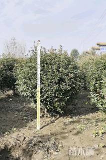 冠幅180厘米红叶石楠球