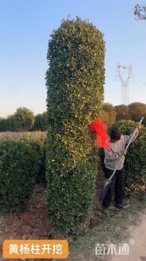 高度250厘米大叶黄杨柱