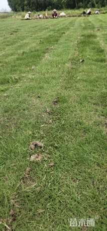 草卷状马尼拉草