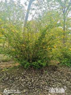 高度60厘米棣棠