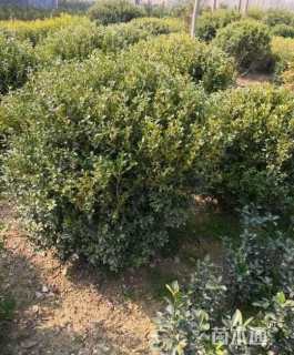 冠幅120厘米小叶黄杨球