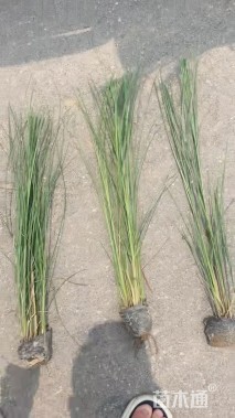 高度70厘米细叶芒